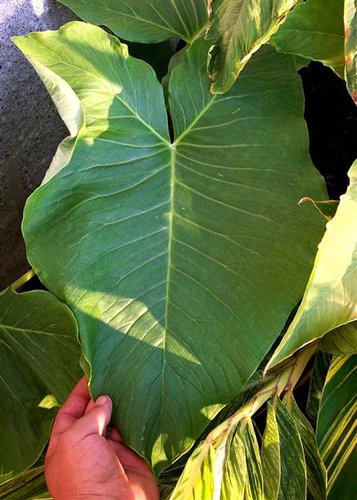 marker plant Plant Market Set  B's Plant IDs