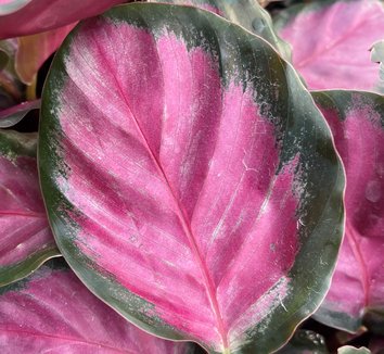Photo of Goeppertia roseopicta 'Rosy' PP08836 foliage by Little Prince of Oregon