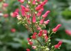 Scrophularia