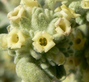Photo of Buddleja utahensis flower, macro by Stan Shebs