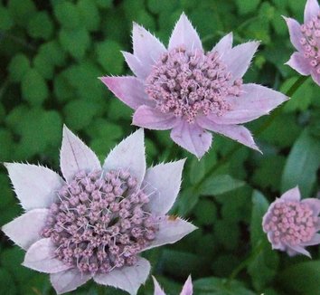 Photo of Astrantia maxima flower by Dancing Oaks Nursery