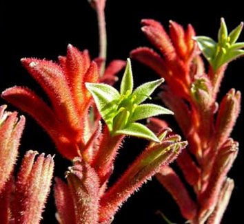 Photo of Anigozanthos 'Bush Ranger' flower by Cactus Jungle
