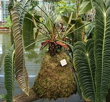 Photo of Anthurium veitchii flower, foliage by Michael Wolf