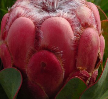 Photo of Protea grandiceps flower by Karl Gercens III