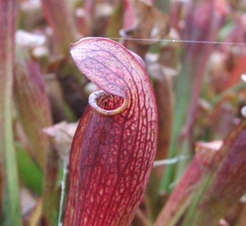 Photo of Sarracenia 'Redbug' PP13412 flower by Dancing Oaks Nursery