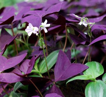 Photo of Oxalis triangularis ssp. triangularis foliage by Leafari