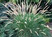 Pennisetum macrourum
