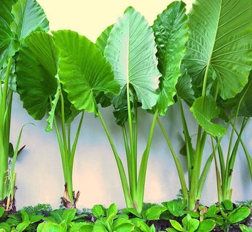 Photo of Alocasia macrorrhizos foliage by Leafari