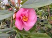 Camellia x williamsii 'Brigadoon'