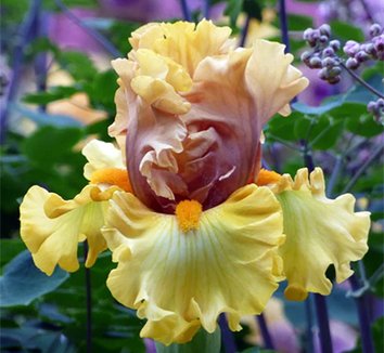 Photo of Iris 'Brass Lamp' flowers by Phoenix Perennials and Specialty Plants Ltd.