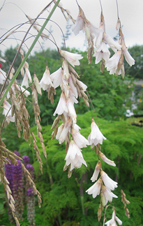 Photo of Dierama pulcherrimum 'Snowbells' flower by Annie's Annuals & Perennials
