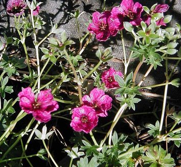 Photo of Geranium (Cinereum Group) 'Purple Pillow' PP12829 flower by Forestfarm