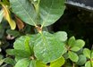 Notholithocarpus