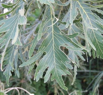 Photo of Quercus dentata 'Pinnatifida' foliage by Dancing Oaks Nursery