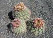 Pediocactus