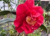 Camellia japonica 'Korean Fire'