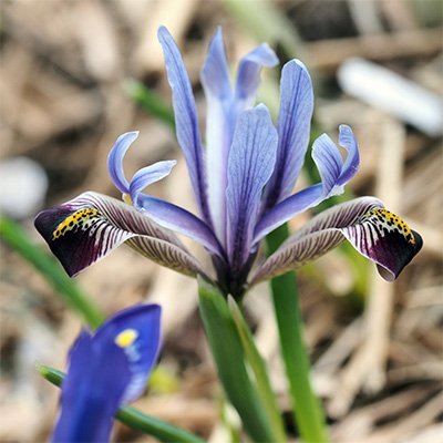 Photo of Iris zagrica flower by Phoenix Perennials and Specialty Plants Ltd.