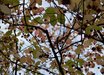 Euonymus