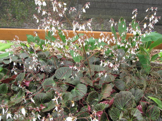 Photo of Saxifraga stolonifera 'Maroon Beauty' flower, foliage by Far Reaches Farm