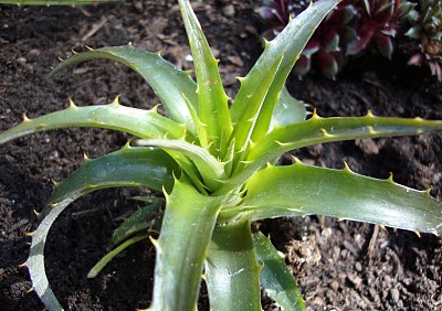 Photo of Dyckia 'Burgundy Ice' foliage by Danger Garden