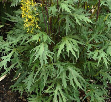 Photo of Ligularia przewalskii 'Dragon's Breath' foliage by Terra Nova Nurseries, Inc.