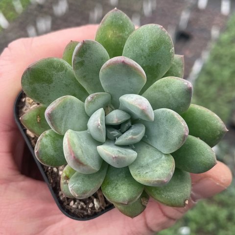 Echeveria &lsquo;Morning Dew&rsquo; | plant lust