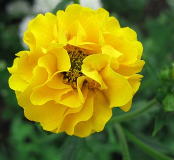 Photo of Geum 'Lady Stratheden' flower by Annie's Annuals & Perennials