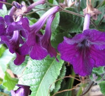 Photo of Streptocarpus parviflorus flower by Mulchmaid