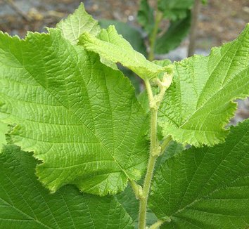 Photo of Corylus avellana 'Lewis' foliage by Forestfarm