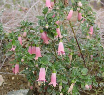Photo of Correa pulchella 'Pink Eyre' by The Ruth Bancroft Garden