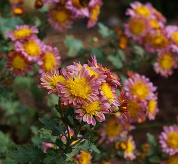 ARABIA エステリ \"Chrysanthemum leucanthemum\" Chrysanthemum leucanthemum (Ox-Eye Daisy) – MySeedsCo