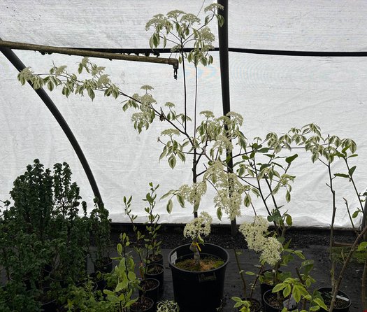 Photo of Cornus controversa 'Variegata' form by plant lust