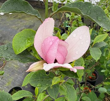Photo of Magnolia 'Mighty Mouse' flower by plant lust