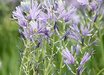 Camassia