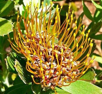 Photo of Leucospermum cuneiforme close-up, flower by Stan Shebs