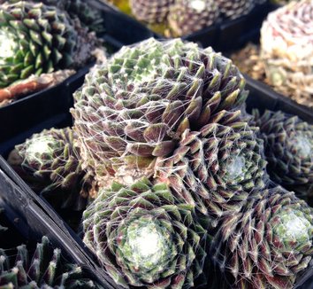 Photo of Sempervivum arachnoideum foliage by plant lust