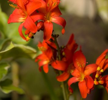 Photo of Crocosmia Little Redhead PP15587 flower by Secret Garden Growers
