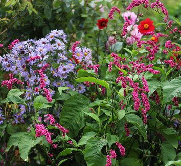 Photo of Persicaria orientalis flower by Annie's Annuals & Perennials