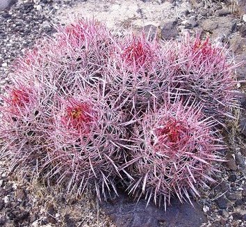 Photo of Echinocactus polycephalus foliage by Christer Johansson