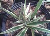 Dianella