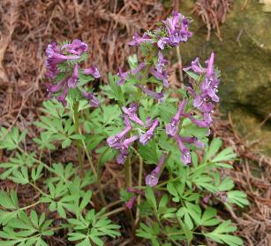 Photo of Corydalis solida flower by Jane Unger