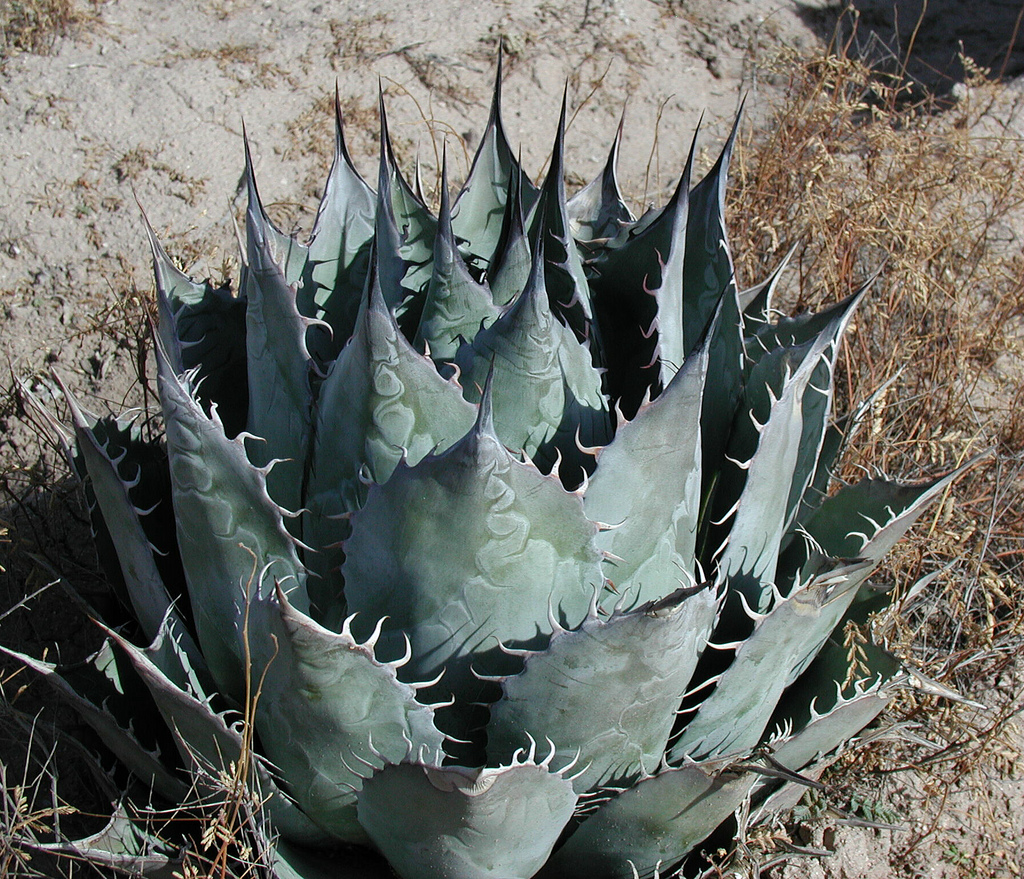 Photo of Agave parrasana foliage by The Ruth Bancroft Garden