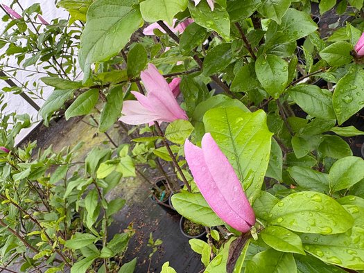 Photo of Magnolia 'Ricki' flower by plant lust