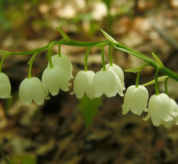 Photo of Convallaria montana flower by Jason Hollinger