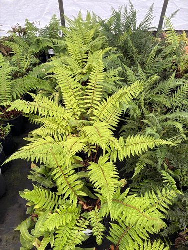 Photo of Polystichum setiferum 'Dahlem' foliage by plant lust