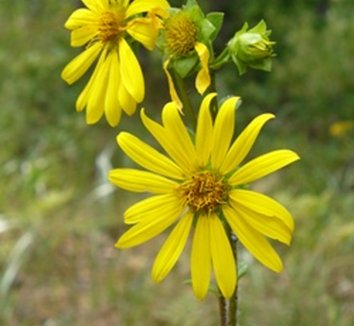Photo of Silphium asteriscus flower by Almost Eden