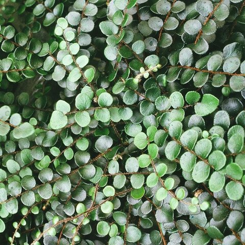 Pellaea rotundifolia | Button Fern | Roundleaf Fern | plant lust