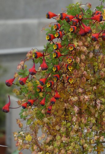 Photo of Tropaeolum tricolor
