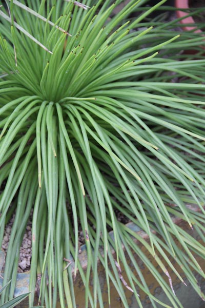 Photo of Agave ornithobroma foliage by Cistus Nursery