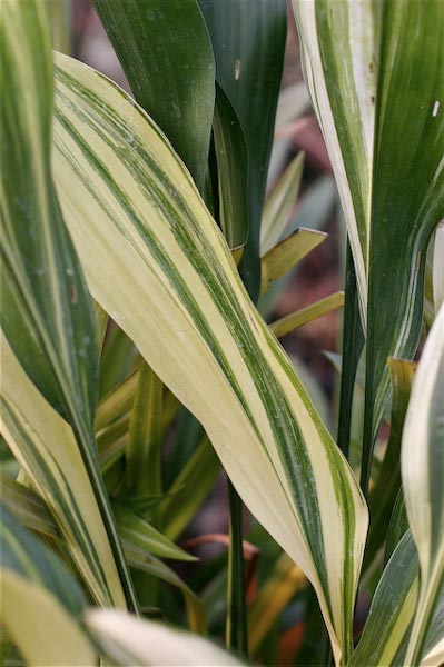 Photo of Aspidistra elatior 'Okame' foliage by Joshua McCullough